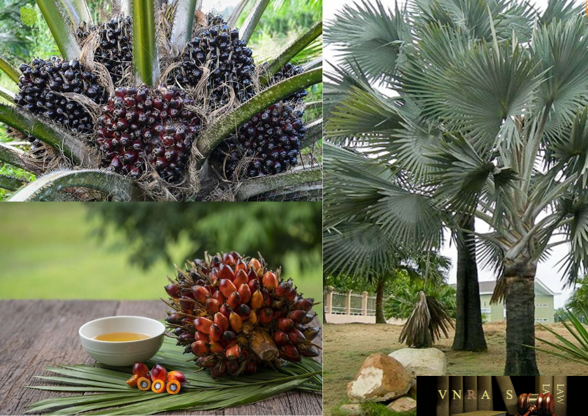 7 Lý Do Bạn Nên Chọn Nệm Cao Su Dầu Cọ Palm Nature